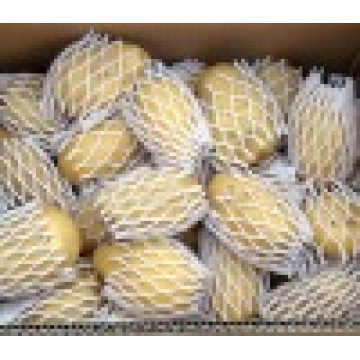 2016 Fresh Holland Potato en venta